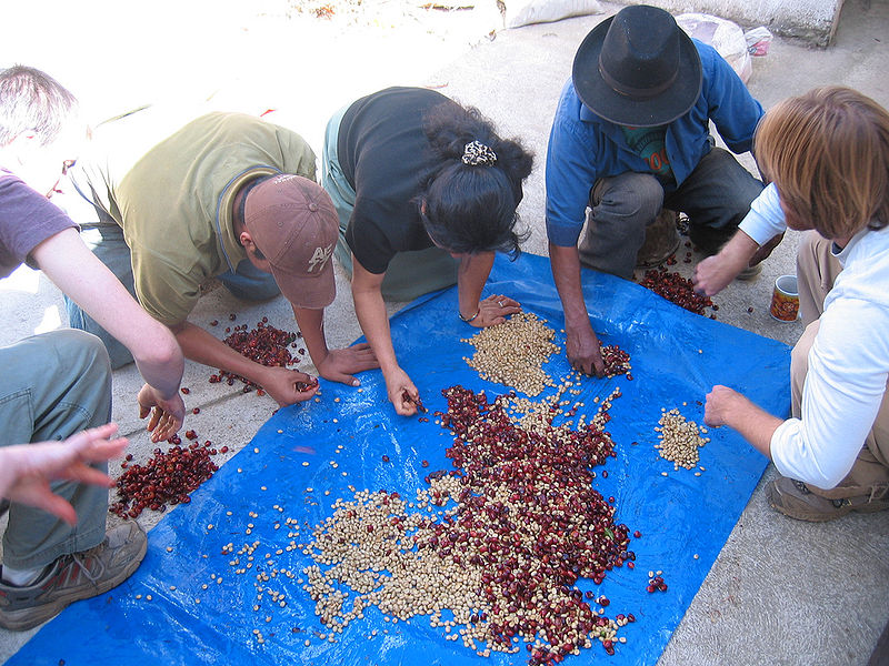 File:Coffee beans being sorted and pulped.jpg