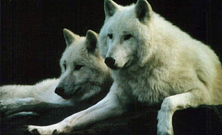 File:320px-S166 Polar Wolf-Heildelberg Zoo 2005.jpg