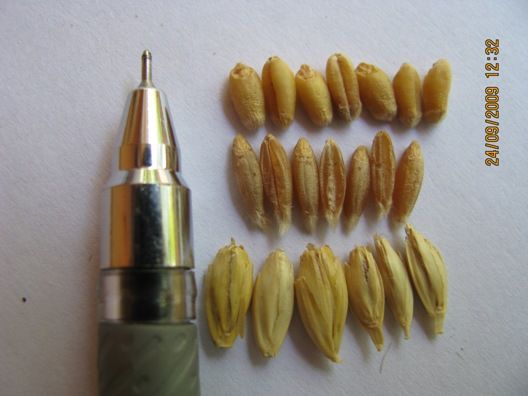 File:Common wheat and long wheat comparison 050.jpg