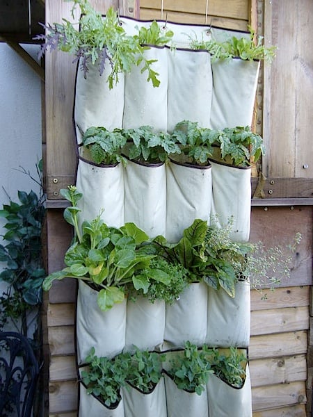 File:Vertical-herb-garden-shoe-cloth.jpg