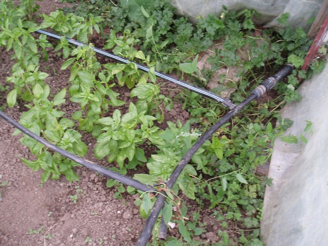 File:Drip irrigation.jpg