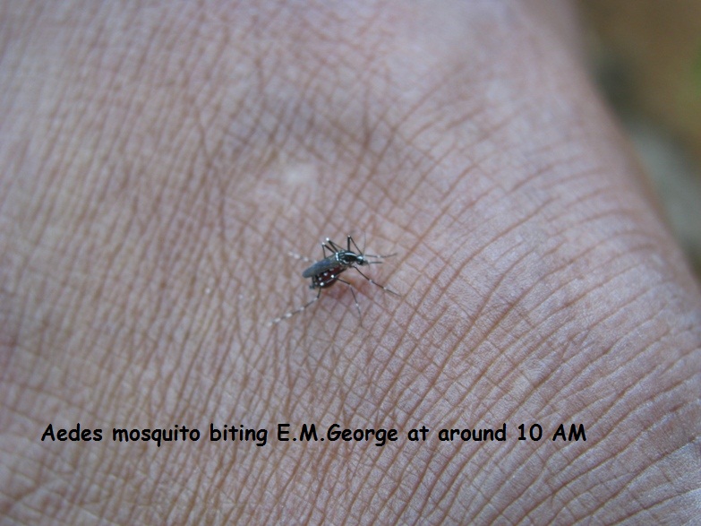 File:Aedes mosquitoes bite during day time.JPG