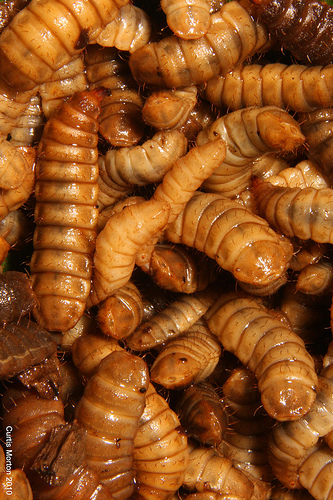 File:BSF larvae.jpg