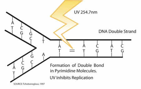 UV light destroys pathogens' DNA to inactivate them