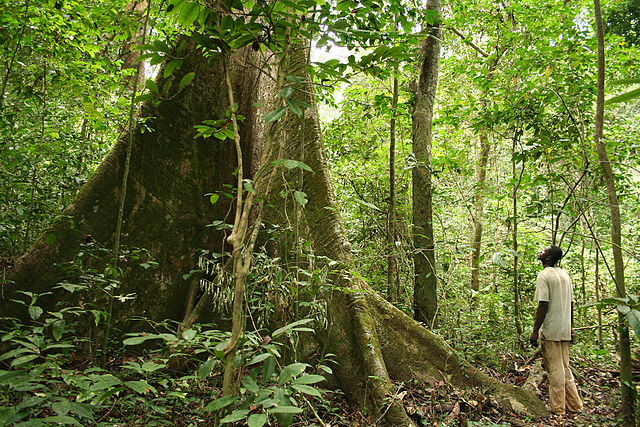 File:Rainforest Gabon.jpg