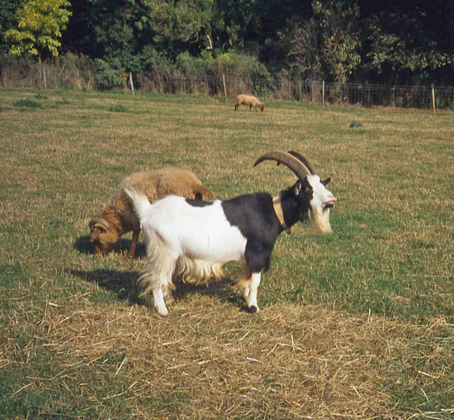 File:Farm animals at Lackham Country Park - geograph.org.uk.jpg