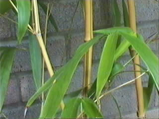File:Phyllostachys Vivax Aureocaulis.jpg