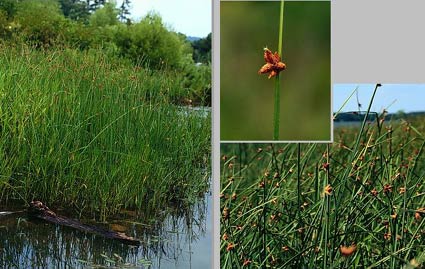 File:Scirpus americanus bulrush.jpg