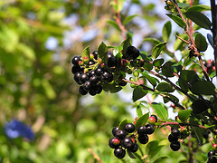 File:Huckleberries flickr.jpg