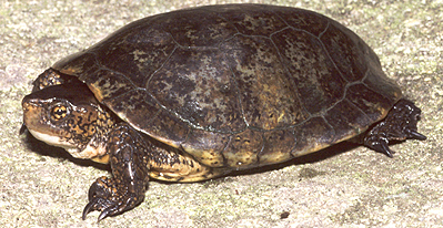 File:Western pond turtle.jpg