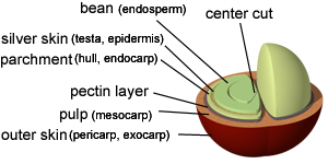 File:Coffee Bean Structure.png