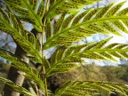 File:Woodwardiafern.jpg