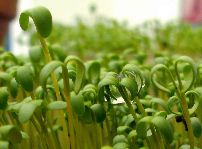 File:Watercresssprouts.png