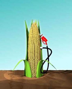 File:Corn-ethanol-245x300.jpg