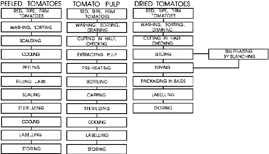 Tomatoes P1.GIF