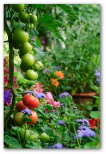 File:Vertical-vegetable-gardening-06.jpg
