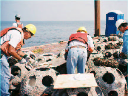 File:Oyster rehabilitation image 9.jpg
