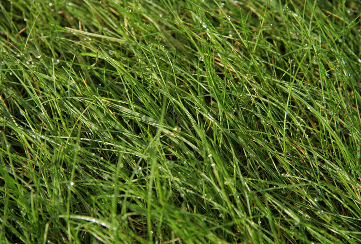 File:Wetgrass.png