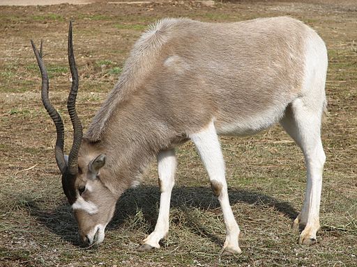 File:Addax at the Louisville Zoo.jpg