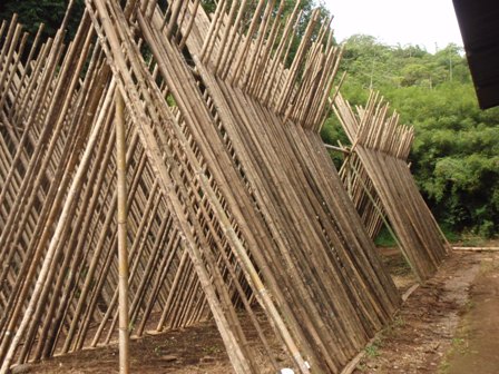 File:Bambu Tico drying.jpg