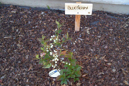 File:Blueberryflowering.jpg