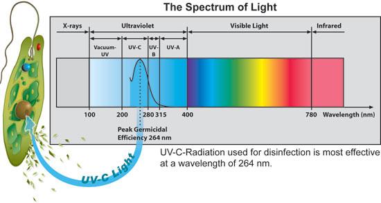 File:UV spectrum bacteria.jpg