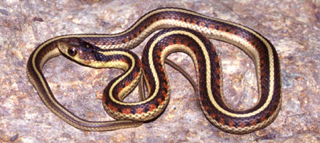 File:Common garter snake.jpg
