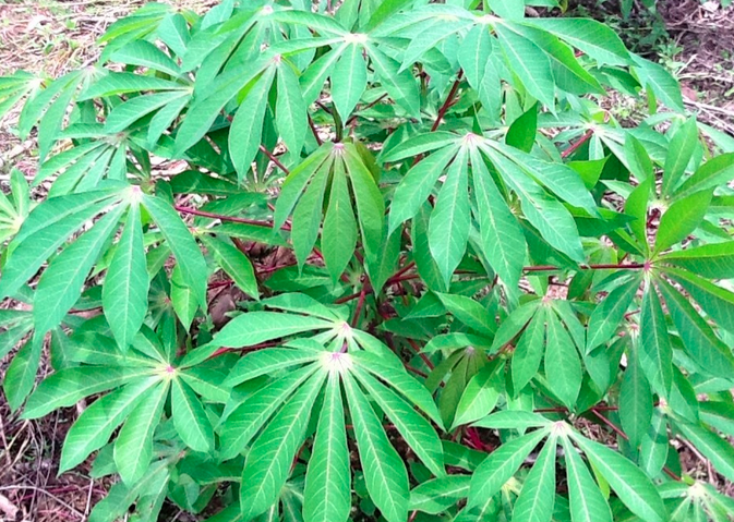 File:Cassavaplantleaves.png
