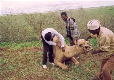 File:Cbahw at work.jpg