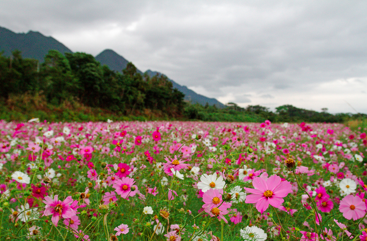 File:FlowerfieldYakushima.png