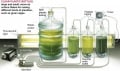 家庭藻类培养