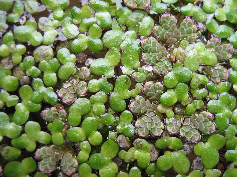 File:Azolla filiculoides and L.minor.jpg