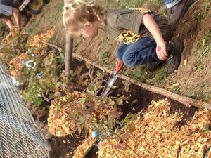 Figure-28: Toddler applying layer of mulch on blueberry bed.