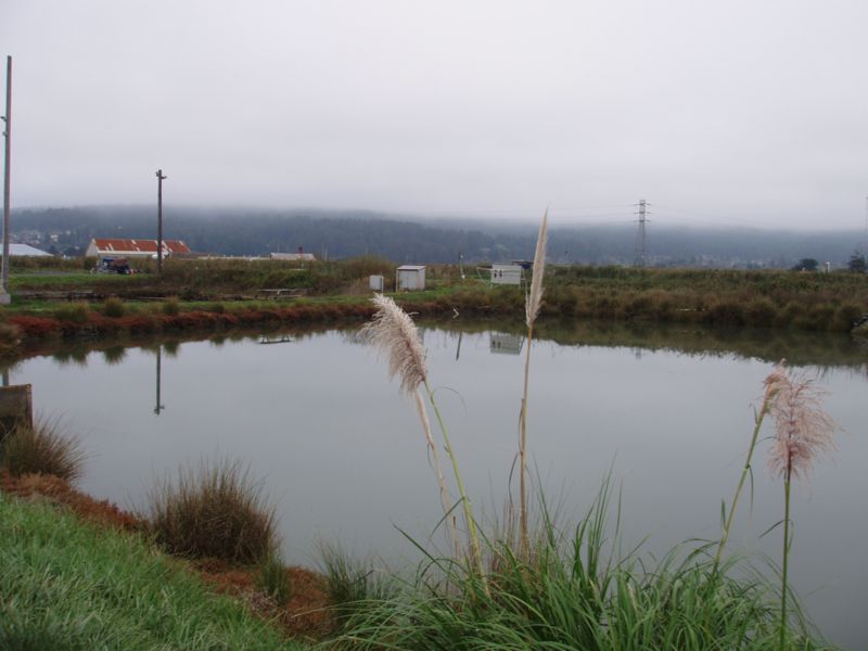File:Wastewateraquaculture southpond.jpg