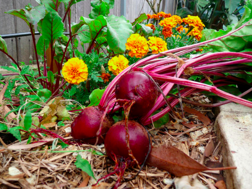 Firstbeetroot.png