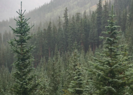 北美常见针叶树叶片浓缩蛋白的产量和毒素分析