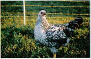 Wild Chick Farm A commercial pastured chicken operation in Arcata, California
