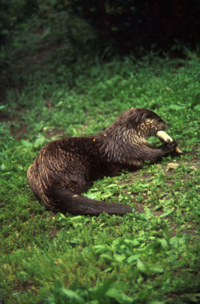 File:River otter.jpg