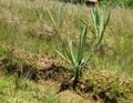 Cactus plant re-vegetation for arid areas