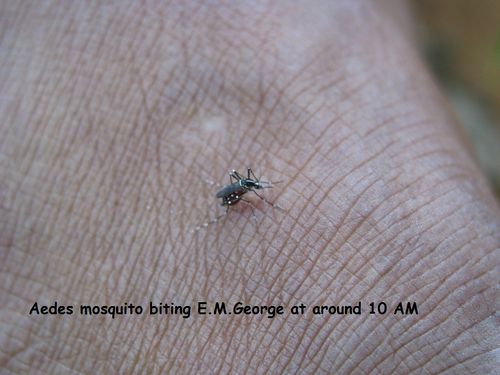 Aedes mosquitoes bite during day time.JPG