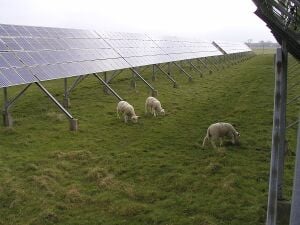 绿色太阳能羊.jpg