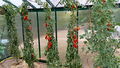 My tomatoes on 5 Sept.