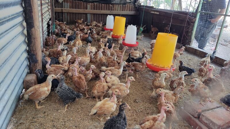 File:Producción de pollos de engorde .jpg