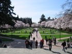 University of Washington Quad, Spring 2007.jpg