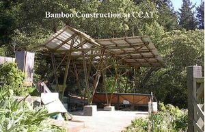 Bambú1.jpg
