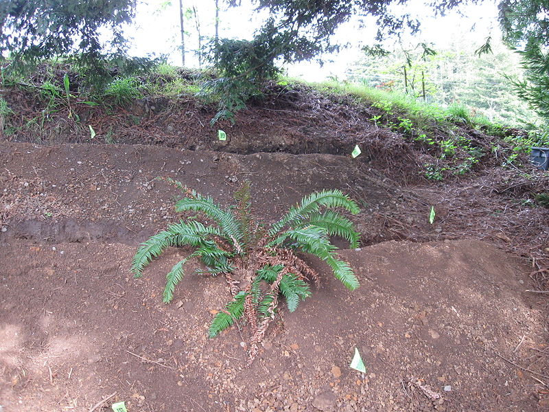 File:Remediation hillside trenches.JPG