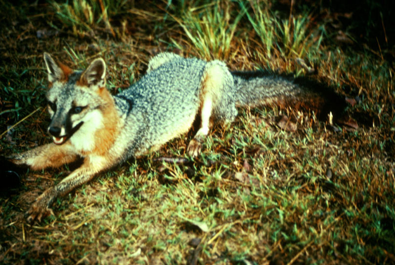 File:Gray fox.jpg