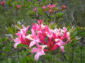 Western Azalea “Rhododendron occidentale” image by Jenny Moore