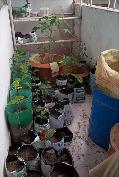 File:2011-08-13 Guerilla Gardening Nursery on Balcony in Dhaka, Bangladesh.jpg