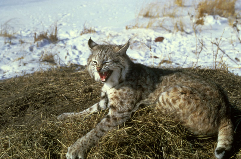 File:Lynx rufus.jpg